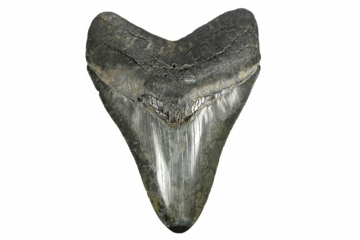 Serrated, Fossil Megalodon Tooth - Polished Tip #164994